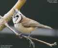 Хохлатая синица фото (Parus cristatus) - изображение №2771 onbird.ru.<br>Источник: jean.michel.peers.oiseaux.net